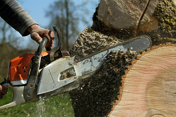 Best Best Tree Removal Services  in Marlinton, WV